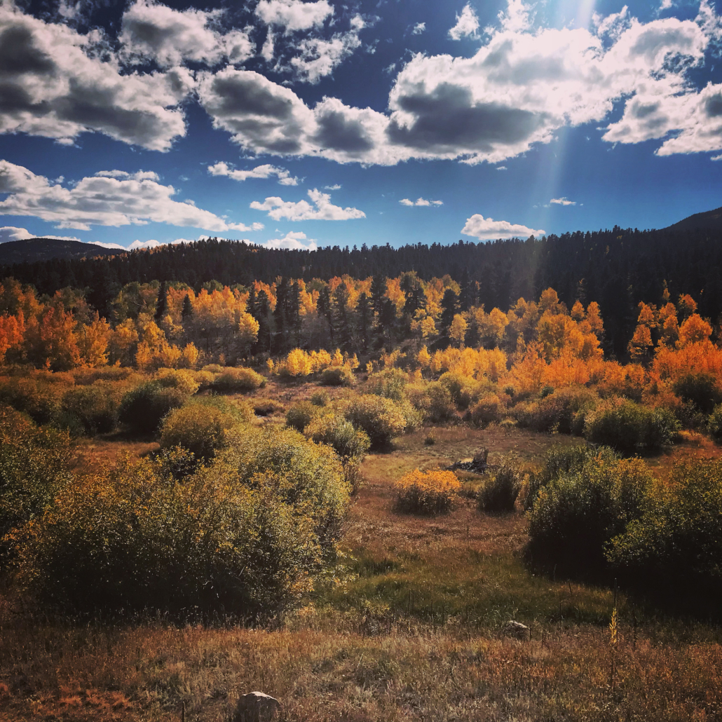 Fall Colors in Bailey Colorado